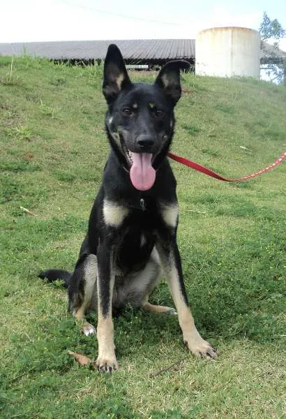 Cachorro ra a SRD idade 1 ano nome Denga