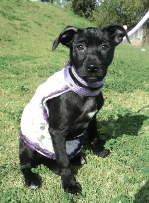 Cachorro raça SRD idade 2 a 6 meses nome Maribel