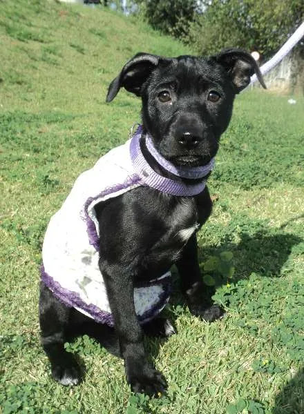 Cachorro ra a SRD idade 2 a 6 meses nome Maribel