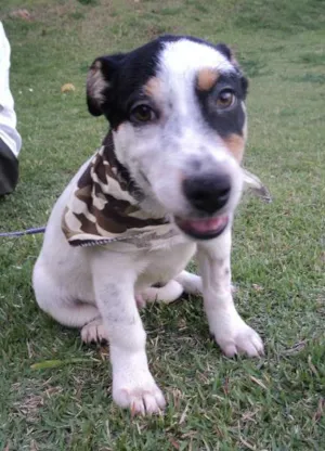 Cachorro raça SRD idade 2 a 6 meses nome Mindium