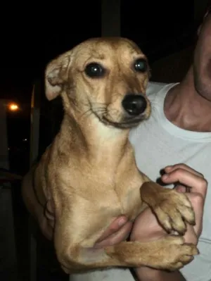 Cachorro raça SRD idade 2 anos nome Nala