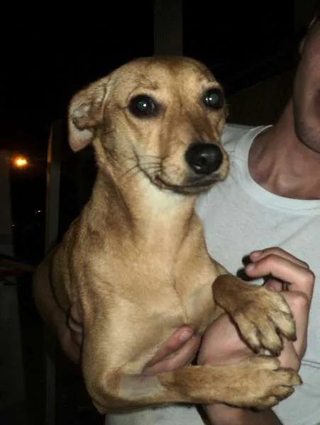 Cachorro ra a SRD idade 2 anos nome Nala