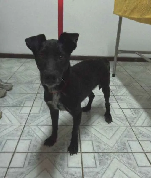 Cachorro ra a SRD idade 2 anos nome Pina