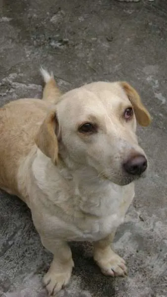 Cachorro ra a vira lata idade 6 ou mais anos nome lili