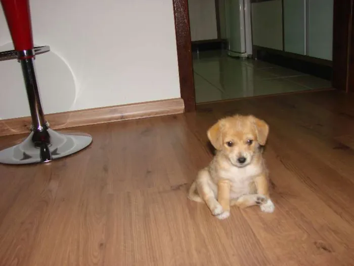 Cachorro ra a SRD idade 2 a 6 meses nome nao escolhido