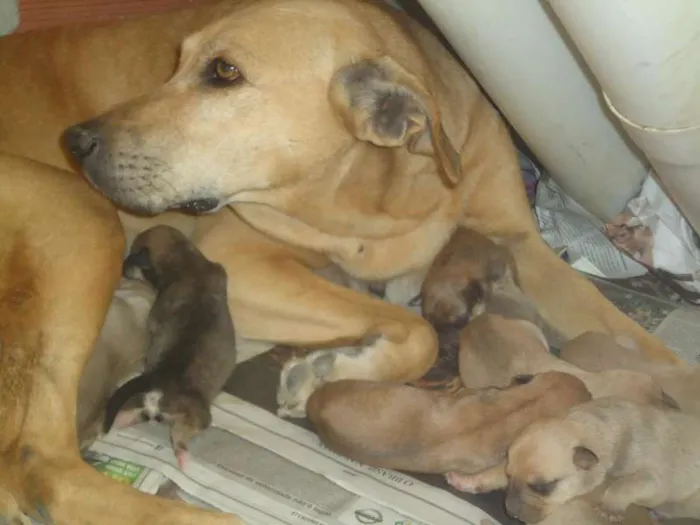 Cachorro ra a SRD idade Abaixo de 2 meses nome Sem nome
