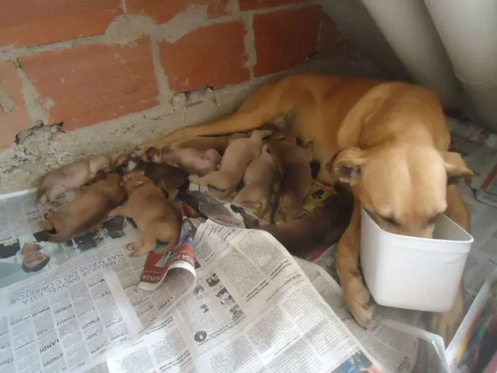 Cachorro ra a SRD idade Abaixo de 2 meses nome Sem nome