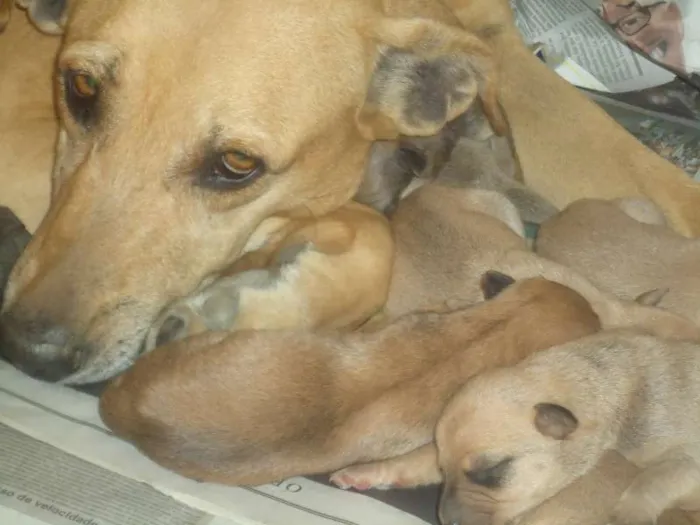 Cachorro ra a SRD idade Abaixo de 2 meses nome Sem nome