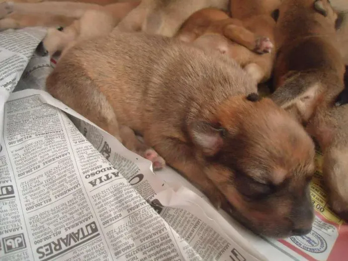 Cachorro ra a SRD idade Abaixo de 2 meses nome Sem nome