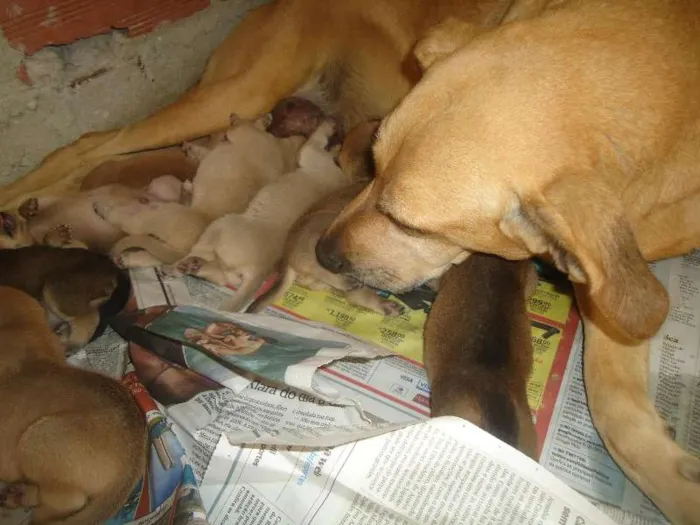 Cachorro ra a SRD idade Abaixo de 2 meses nome Sem nome