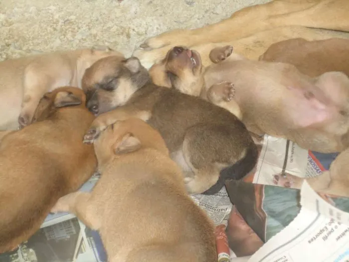 Cachorro ra a SRD idade Abaixo de 2 meses nome Sem nome