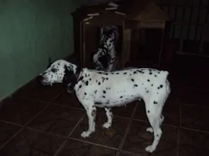 Cachorro raça Dálmata idade 6 ou mais anos nome Suzy