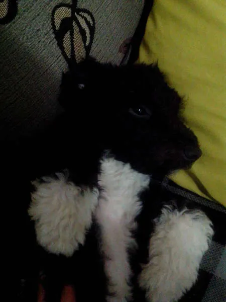 Cachorro ra a SRD MIX POODLE idade 7 a 11 meses nome BOLOTA