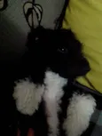 BOLOTA