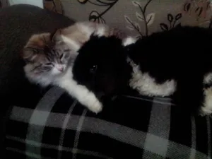 Cachorro raça SRD MIX POODLE idade 7 a 11 meses nome BOLOTA