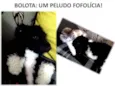 BOLOTA
