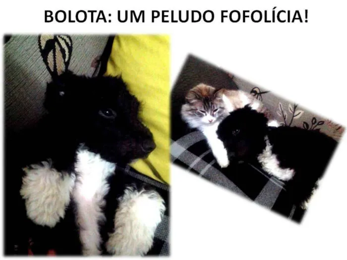 Cachorro ra a SRD MIX POODLE idade 7 a 11 meses nome BOLOTA