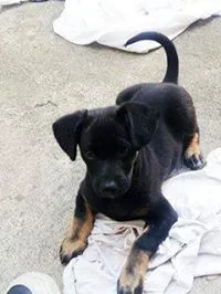Cachorro ra a SRD idade 7 a 11 meses nome conan