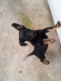 Cachorro ra a SRD idade 7 a 11 meses nome conan
