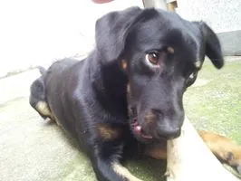 Cachorro ra a SRD idade 7 a 11 meses nome conan