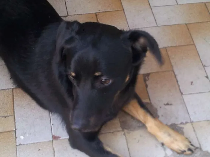 Cachorro ra a SRD idade 7 a 11 meses nome conan