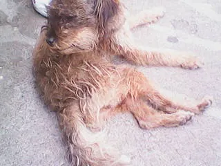 Cachorro ra a Vira-lata idade 7 a 11 meses nome Estopinha
