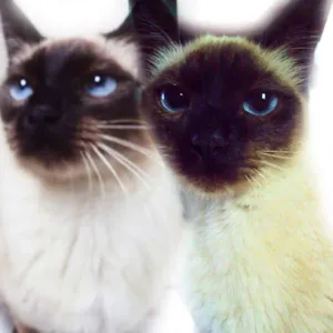 Gato raça SRD idade 7 a 11 meses nome Yasmin