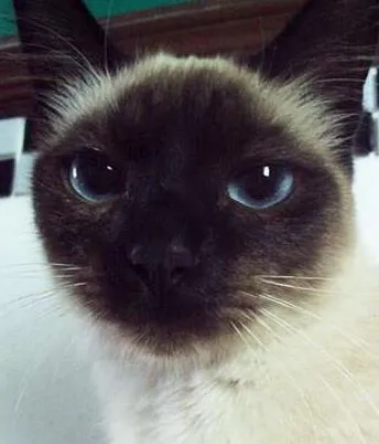 Gato ra a SRD idade 7 a 11 meses nome Yasmin