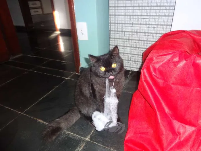 Gato ra a persa e siamês idade 7 a 11 meses nome Huik GRATIFICA
