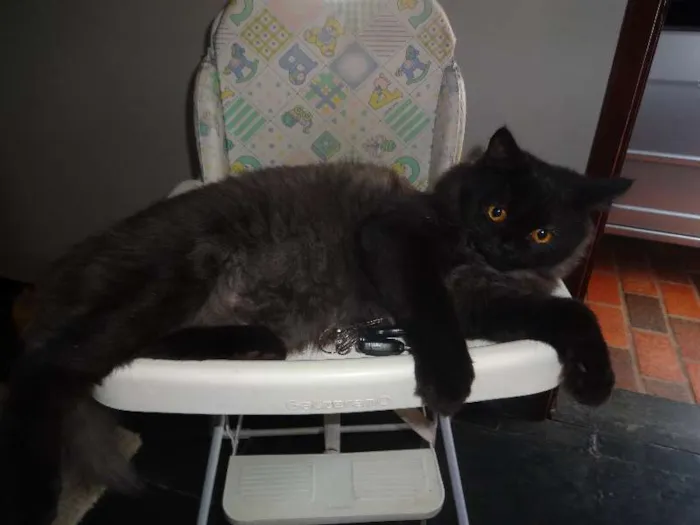 Gato ra a persa e siamês idade 7 a 11 meses nome Huik GRATIFICA