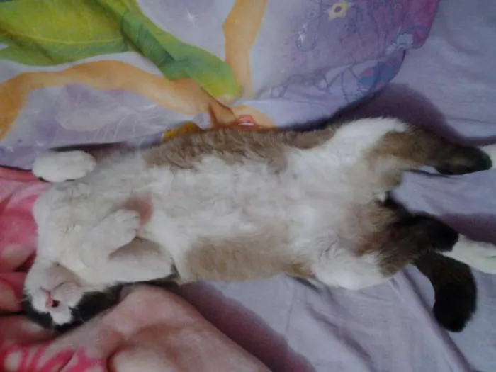 Gato ra a Vira- lata idade 7 a 11 meses nome Sherlock