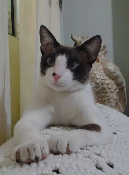 Gato ra a Vira- lata idade 7 a 11 meses nome Sherlock