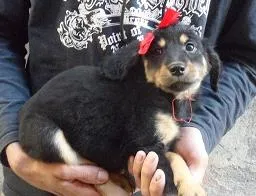 Cachorro raça Mesticinha Rotwailler idade 2 a 6 meses nome Nina