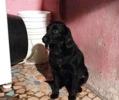 Cachorro ra a Mestica idade 1 ano nome Kakau