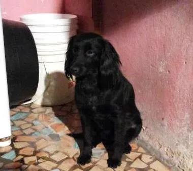 Cachorro ra a Mestica idade 1 ano nome Kakau