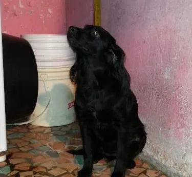 Cachorro ra a Mestica idade 1 ano nome Kakau