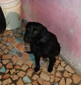 Cachorro ra a Mestica idade 1 ano nome Kakau