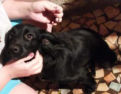 Cachorro ra a Mestica idade 1 ano nome Kakau
