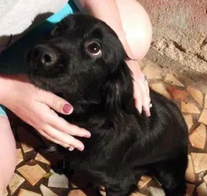 Cachorro raça Mestica idade 1 ano nome Kakau