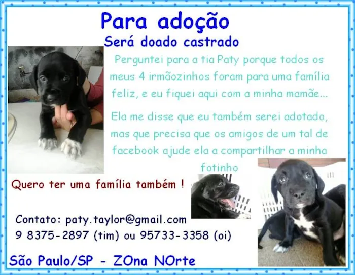 Cachorro ra a srd idade 2 a 6 meses nome Toreto