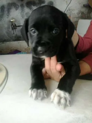 Cachorro raça srd idade 2 a 6 meses nome Toreto