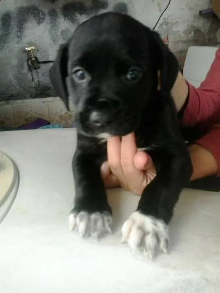 Cachorro ra a srd idade 2 a 6 meses nome Toreto