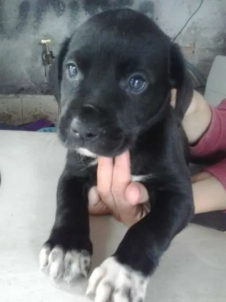 Cachorro ra a srd idade 2 a 6 meses nome Toreto