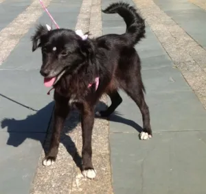 Cachorro raça SRD idade 2 a 6 meses nome Joey e Connie