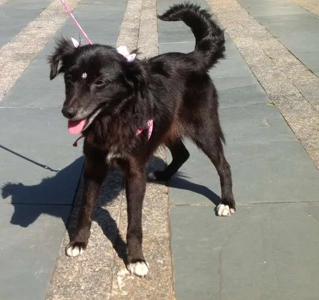 Cachorro ra a SRD idade 2 a 6 meses nome Joey e Connie