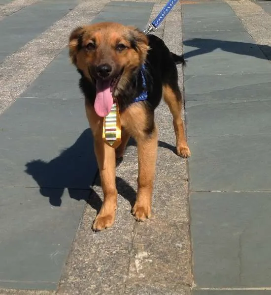 Cachorro ra a SRD idade 2 a 6 meses nome Joey e Connie