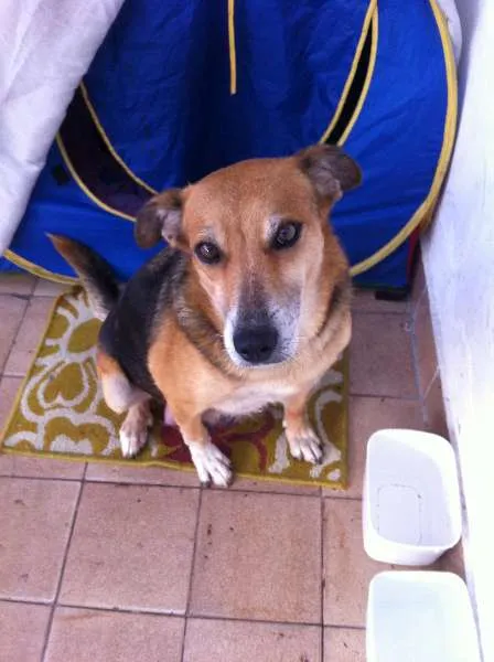 Cachorro ra a SRD idade 4 anos nome Ravena