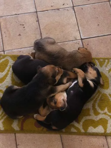 Cachorro ra a SRD idade 4 anos nome Ravena