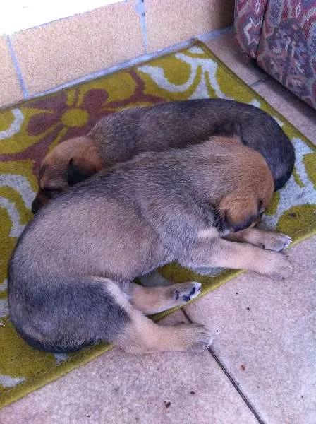 Cachorro ra a SRD idade 4 anos nome Ravena