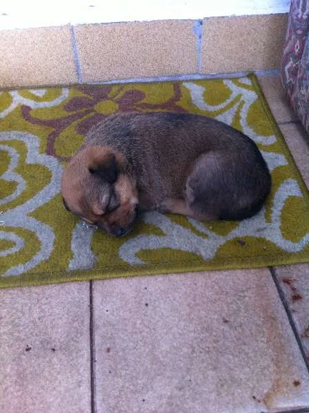Cachorro ra a SRD idade 4 anos nome Ravena